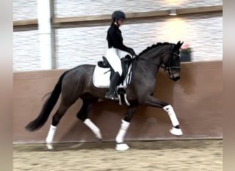 Hanoverian, Mare, 5 years, 16.1 hh, Bay-Dark
