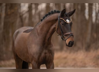 Hanoverian, Mare, 5 years, 16.1 hh, Bay-Dark