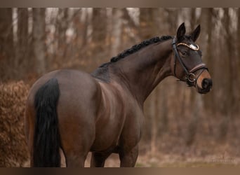 Hanoverian, Mare, 5 years, 16.1 hh, Bay-Dark