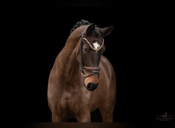Hanoverian, Mare, 5 years, 16.1 hh, Bay-Dark
