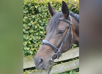 Hanoverian, Mare, 5 years, 16,1 hh, Bay-Dark