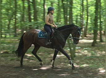 Hanoverian, Mare, 5 years, 16.1 hh, Bay-Dark