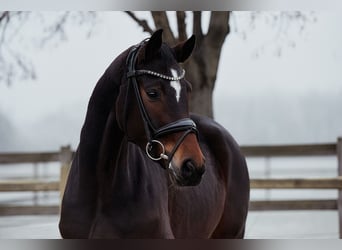 Hanoverian, Mare, 5 years, 16.1 hh, Bay-Dark