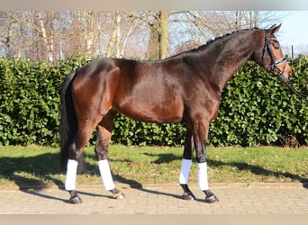 Hanoverian, Mare, 5 years, 16,1 hh, Bay-Dark