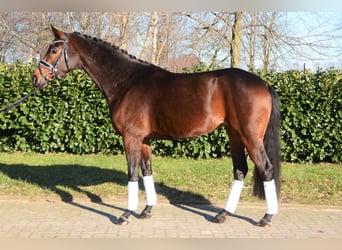 Hanoverian, Mare, 5 years, 16,1 hh, Bay-Dark