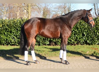 Hanoverian, Mare, 5 years, 16,1 hh, Bay-Dark