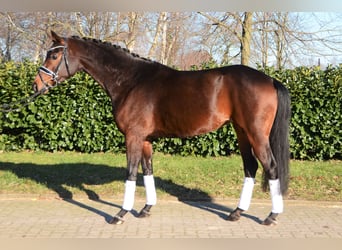 Hanoverian, Mare, 5 years, 16,1 hh, Bay-Dark