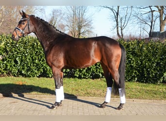 Hanoverian, Mare, 5 years, 16,1 hh, Bay-Dark