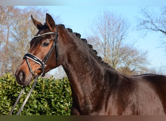 Hanoverian, Mare, 5 years, 16,1 hh, Bay-Dark