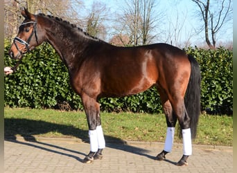 Hanoverian, Mare, 5 years, 16,1 hh, Bay-Dark