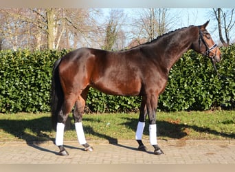 Hanoverian, Mare, 5 years, 16,1 hh, Bay-Dark