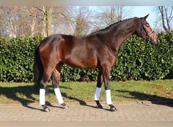 Hanoverian, Mare, 5 years, 16,1 hh, Bay-Dark