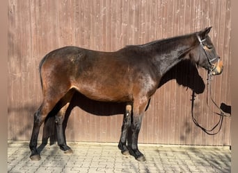 Hanoverian, Mare, 5 years, 16,1 hh, Bay-Dark