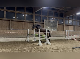 Hanoverian, Mare, 5 years, 16,1 hh, Bay-Dark