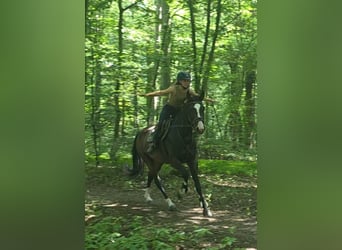 Hanoverian, Mare, 5 years, 16.1 hh, Bay-Dark