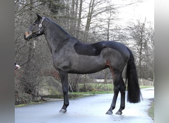 Hanoverian, Mare, 5 years, 16,1 hh, Bay-Dark