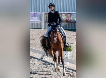 Hanoverian, Mare, 5 years, 16.1 hh, Bay