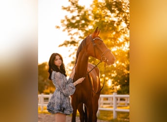 Hanoverian, Mare, 5 years, 16.1 hh, Bay