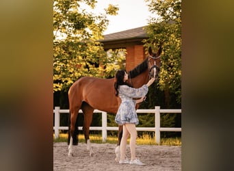 Hanoverian, Mare, 5 years, 16.1 hh, Bay