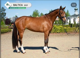 Hanoverian, Mare, 5 years, 16.1 hh, Bay