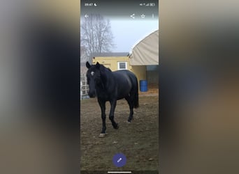 Hanoverian, Mare, 5 years, 16.1 hh, Black