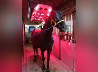 Hanoverian, Mare, 5 years, 16.1 hh, Black