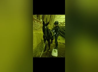 Hanoverian, Mare, 5 years, 16.1 hh, Black