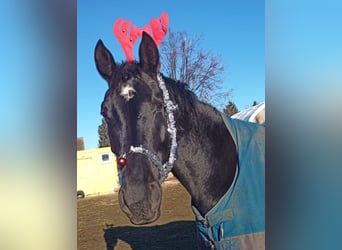 Hanoverian, Mare, 5 years, 16.1 hh, Black