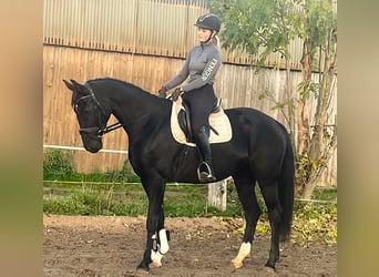 Hannoveraner, Stute, 5 Jahre, 16,1 hh, Rappe