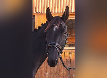 Hannoveraner, Stute, 5 Jahre, 16,1 hh, Rappe