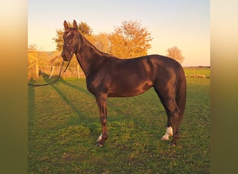 Hannoveraner, Stute, 5 Jahre, 16,1 hh, Rappe