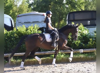 Hanoverian, Mare, 5 years, 16.1 hh, Black