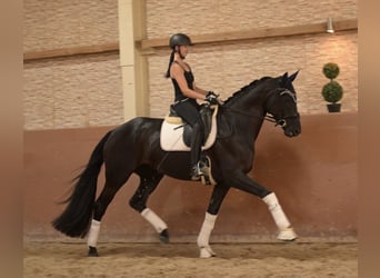 Hanoverian, Mare, 5 years, 16.1 hh, Black
