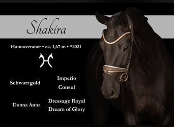 Hanoverian, Mare, 5 years, 16.1 hh, Black