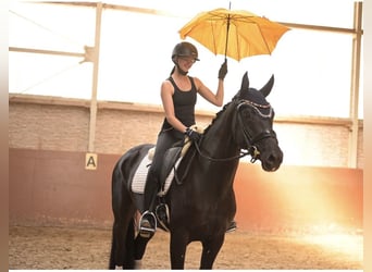 Hanoverian, Mare, 5 years, 16.1 hh, Black