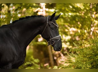 Hanoverian, Mare, 5 years, 16.1 hh, Black