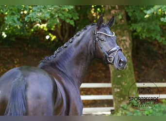 Hanoverian, Mare, 5 years, 16,1 hh, Black