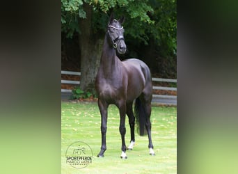 Hanoverian, Mare, 5 years, 16,1 hh, Black