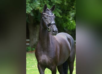 Hanoverian, Mare, 5 years, 16,1 hh, Black