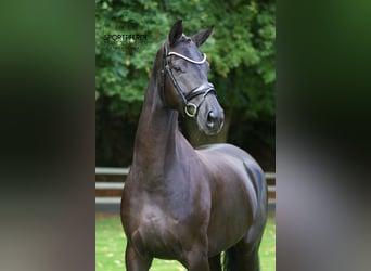 Hanoverian, Mare, 5 years, 16,1 hh, Black