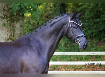 Hanoverian, Mare, 5 years, 16,1 hh, Black