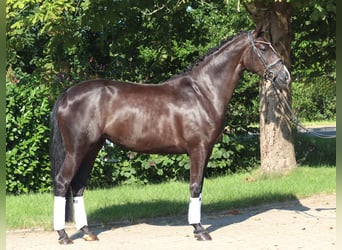 Hanoverian, Mare, 5 years, 16.1 hh, Black
