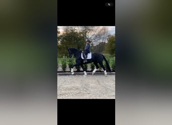 Hanoverian, Mare, 5 years, 16.1 hh, Black