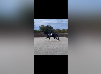 Hanoverian, Mare, 5 years, 16.1 hh, Black