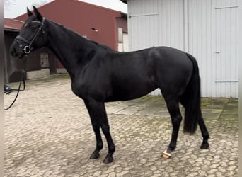 Hanoverian, Mare, 5 years, 16,1 hh, Black