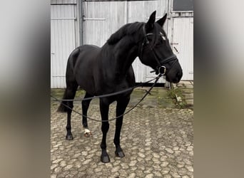 Hanoverian, Mare, 5 years, 16,1 hh, Black