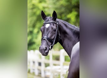 Hanoverian, Mare, 5 years, 16.1 hh, Black