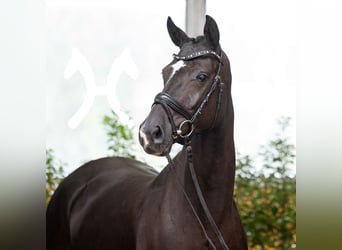 Hanoverian, Mare, 5 years, 16.1 hh, Black