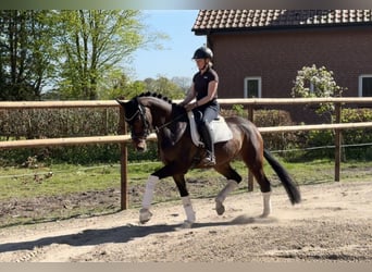 Hanoverian, Mare, 5 years, 16.1 hh, Brown