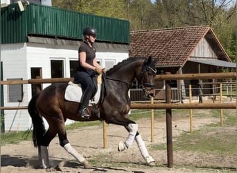 Hanoverian, Mare, 5 years, 16.1 hh, Brown